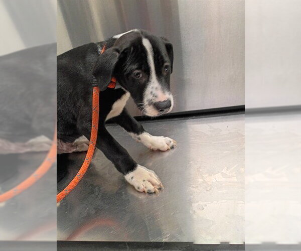 Medium Photo #1 Mastiff-Unknown Mix Puppy For Sale in Fort Lauderdale, FL, USA