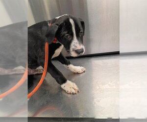 Mastiff-Unknown Mix Dogs for adoption in Fort Lauderdale, FL, USA