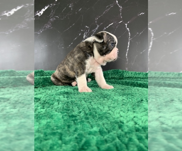 Medium Photo #8 Boston Terrier Puppy For Sale in TULARE, CA, USA
