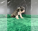 Small #7 Boston Terrier