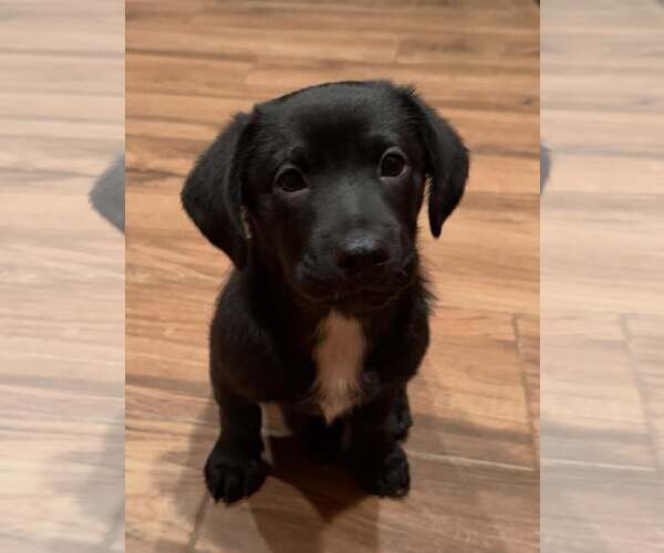 Medium Photo #1 Labrador Retriever-Staffordshire Bull Terrier Mix Puppy For Sale in Cave Creek, AZ, USA