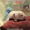Small Photo #195 Dogo Argentino Puppy For Sale in PINEVILLE, MO, USA