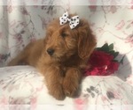 Small Photo #9 Goldendoodle-Poodle (Miniature) Mix Puppy For Sale in LAKELAND, FL, USA