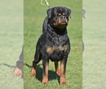 Small #10 Rottweiler