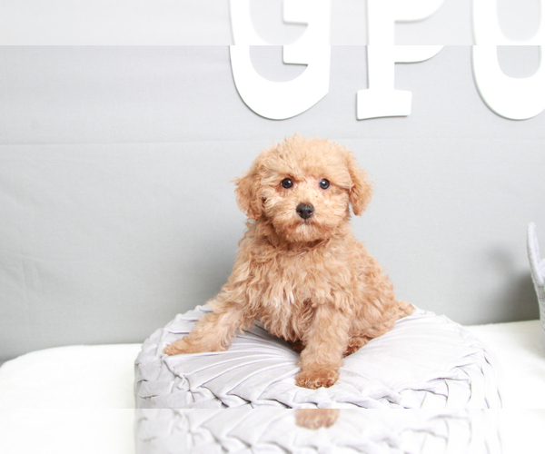 Medium Photo #1 YorkiePoo Puppy For Sale in MARIETTA, GA, USA