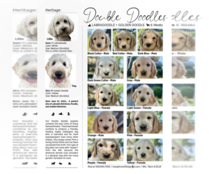 Double Doodle Puppy for sale in YAKIMA, WA, USA