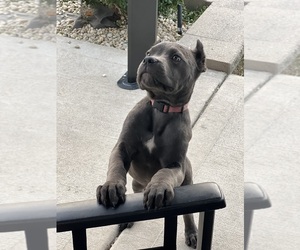 Cane Corso Puppy for sale in JOLIET, IL, USA