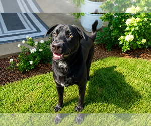 Labrador Retriever-Unknown Mix Dogs for adoption in Clovis, CA, USA