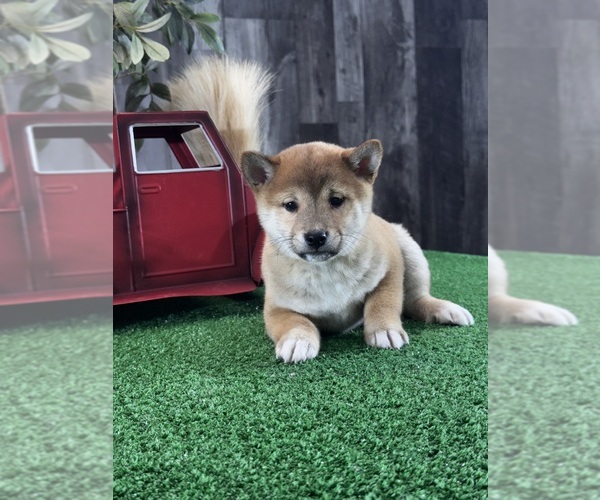 Medium Photo #4 Shiba Inu Puppy For Sale in CANOGA, NY, USA