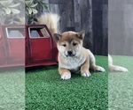 Small #3 Shiba Inu