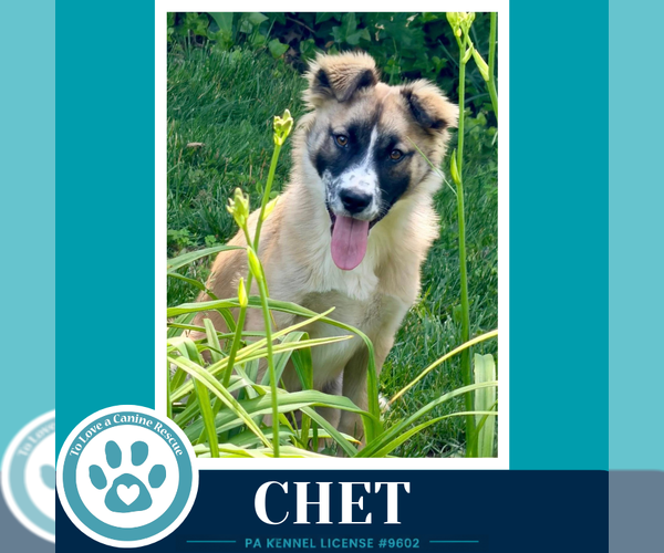 Medium Photo #10 Anatolian Shepherd-Unknown Mix Puppy For Sale in Kimberton, PA, USA
