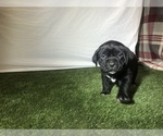 Small Photo #4 Cane Corso Puppy For Sale in NARVON, PA, USA