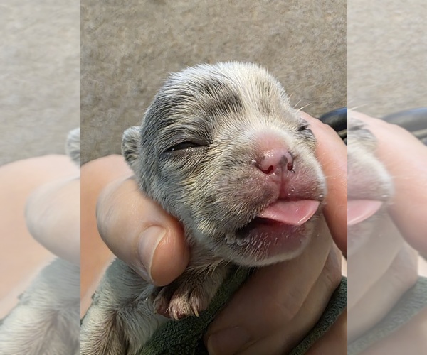 Medium Photo #53 French Bulldog Puppy For Sale in ASHLAND, OH, USA