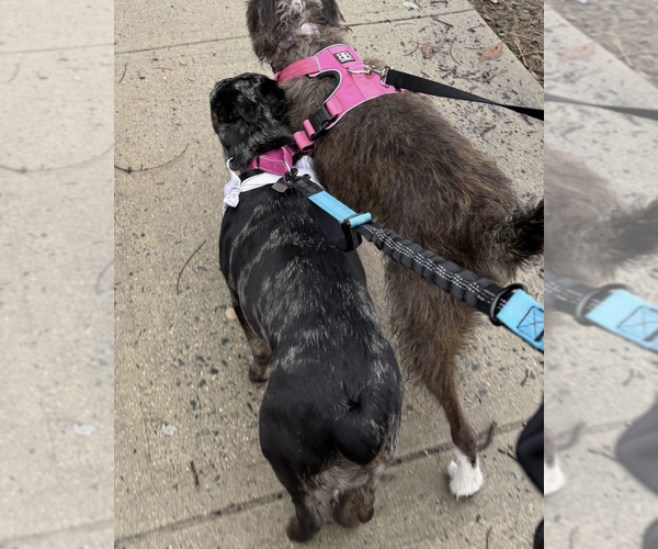 Medium Photo #10 Dachsahoula Puppy For Sale in Oakhurst, NJ, USA