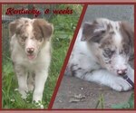 Puppy Kentucky Border Collie