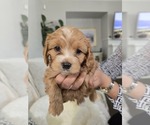 Puppy Lulu Cockapoo
