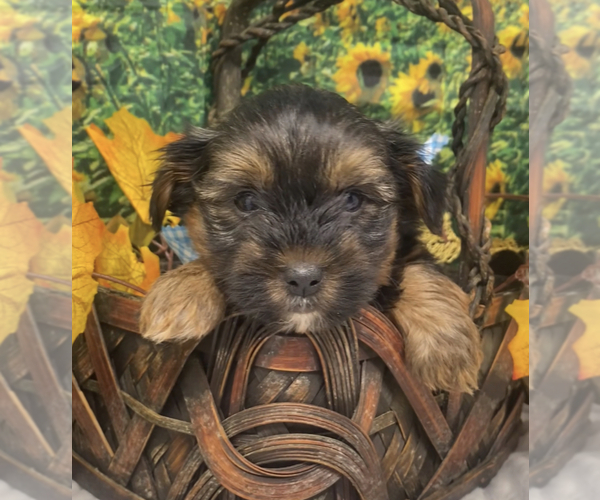 Medium Photo #13 Shorkie Tzu Puppy For Sale in SELLERSBURG, IN, USA