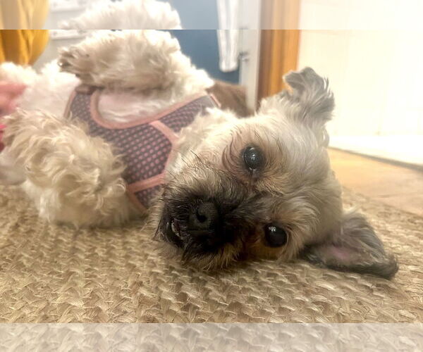 Medium Photo #4 Shih-Poo Puppy For Sale in Staten Island, NY, USA
