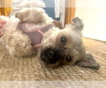 Small #3 Shih-Poo