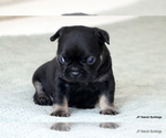 Small Photo #9 French Bulldog Puppy For Sale in WINNSBORO, TX, USA