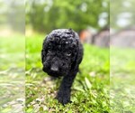 Puppy 4 Double Doodle