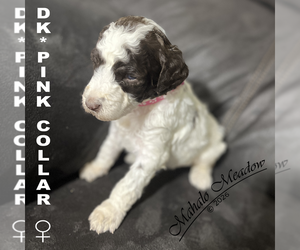 Medium Poodle (Standard)