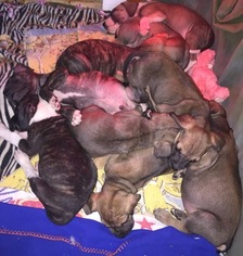 Great Dane Puppy for sale in TIPTON, IN, USA