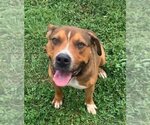 Small #42 American Pit Bull Terrier Mix