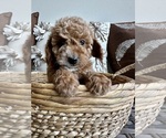 Puppy Teddy Goldendoodle (Miniature)