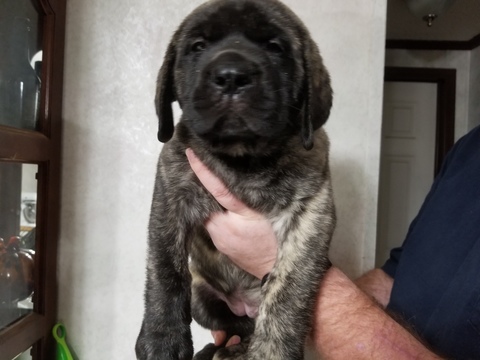 Medium Photo #1 Mastiff Puppy For Sale in ROBERTSDALE, AL, USA