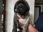 Small Photo #1 Mastiff Puppy For Sale in ROBERTSDALE, AL, USA