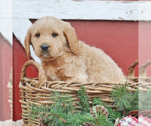 Medium Photo #1 Labradoodle Puppy For Sale in GREENCASTLE, PA, USA