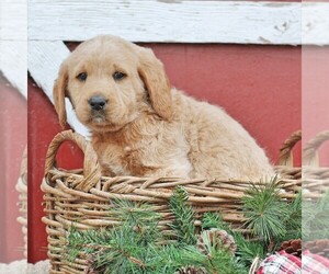 Labradoodle Puppy for sale in GREENCASTLE, PA, USA