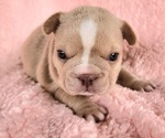 Small #11 French Bulldog