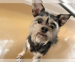 Mutt Dogs for adoption in San Bernardino, CA, USA