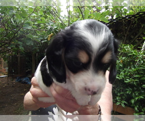 Dachshund Puppy for sale in LAKEWOOD, WA, USA