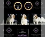 Small #5 Goldendoodle (Miniature)