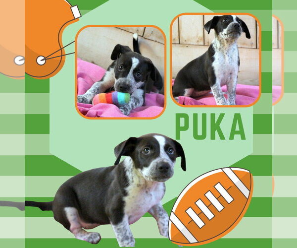 Medium Photo #1 Mutt Puppy For Sale in Lindsay, CA, USA