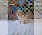 Small #1 Cavachon