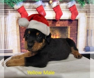 Rottweiler Puppy for sale in LUBBOCK, TX, USA