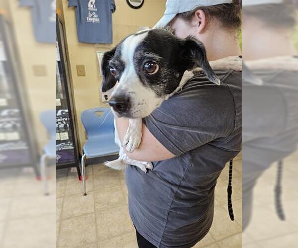 Medium Photo #1 Beagle-Parson Russell Terrier Mix Puppy For Sale in Norfolk, VA, USA