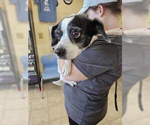 LACY - Female Beagle-Parson Russell Terrier Mix Dog for Adoption