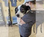 LACY - Female Beagle-Parson Russell Terrier Mix Dog for Adoption - Small photo