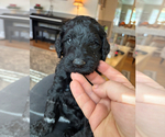 Small #14 Goldendoodle