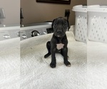 Image preview for Ad Listing. Nickname: Waffles