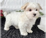 Small #9 Maltese