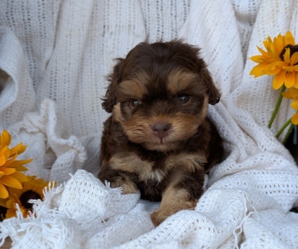 Medium Photo #11 Cock-A-Poo Puppy For Sale in GOSHEN, IN, USA