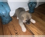 Small Photo #11 Akita Puppy For Sale in UNION CITY, GA, USA