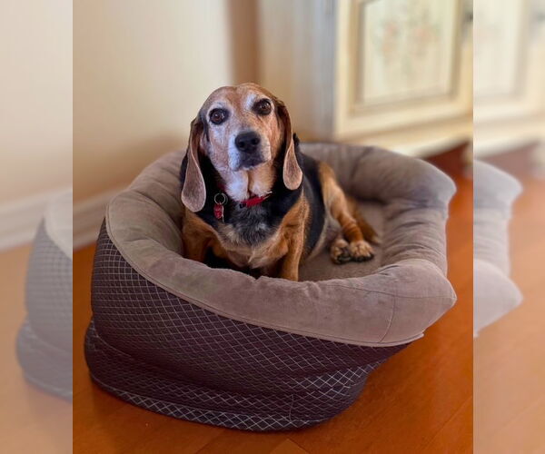 Medium Photo #7 Beagle Puppy For Sale in Dunnellon, FL, USA