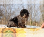 Small #37 ShihPoo
